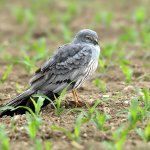 Albanella minore | Foto F. Lorenzini 